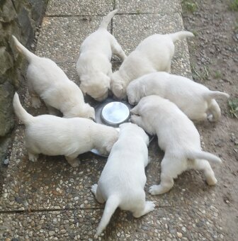 Labrador smetanová fenka s PP - 3