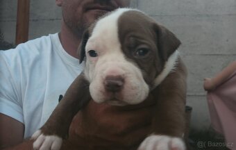 American Bully - ch.s Family Muscle Bullies - 3