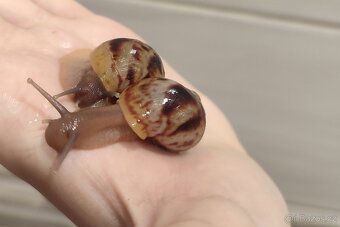 Africký šnek Lissachatina reticulata - 3