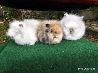 Teddy králíčci mláďata nové vrhy - 3