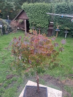 Bonsaj,bonsai Javor - 3