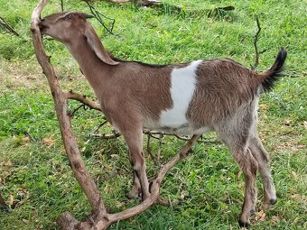 Anglonubijska koza - 3