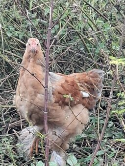 Kohoutek brahmanka velka - 3