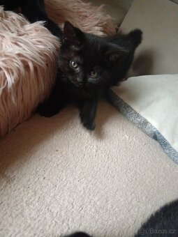 Daruji  koťátka - 3