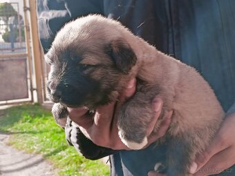 Kavkazský pastevecký pes - 3