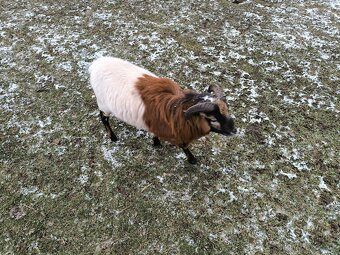 Kamerunský beránek - 3