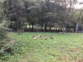 Indický běžec - 3