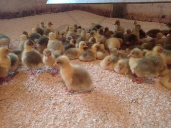 Brojlerová drůbež - 3