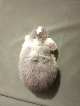 Zakrslý beránek králíček - 3