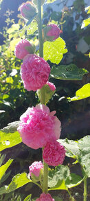 Althea Rosea plnokvětá, růžová,krásná trvalka, 20ks semen - 3