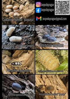 Isopody (nejen) ŽIVÁ EXOTIKA, stínky - 3