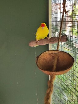 Kakariky - 3