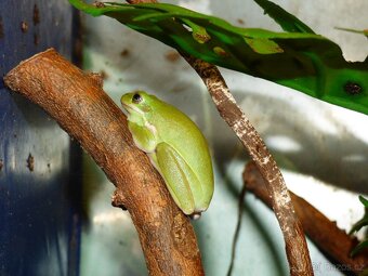 Rosnička karolínská (Hyla cinerea) - 3