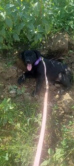 Labrador a zlatý retrievr - 3