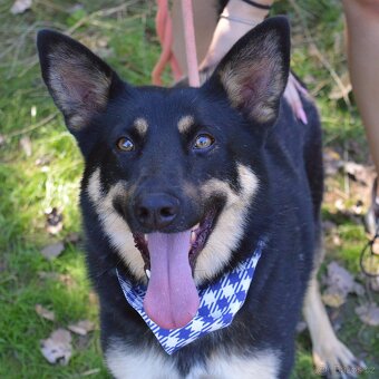 Janot hledá domov - 3