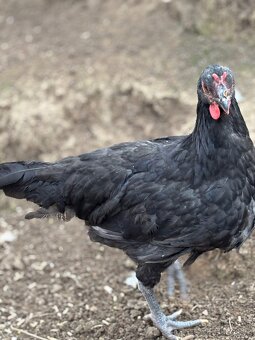 Kohouti laflešky - 3