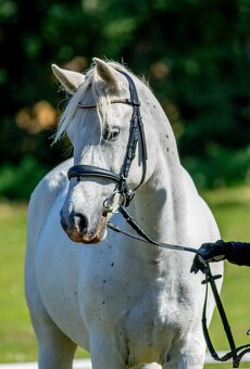 Líbivá connemara klisna do sportu - 3