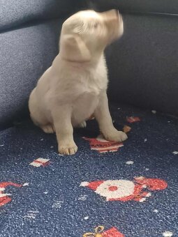 Labradorský retrívr - 3