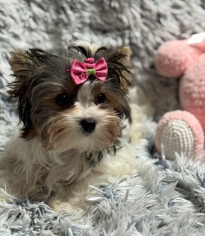 Biewer jork(Yorkshire)terier- fenka s pp - 3