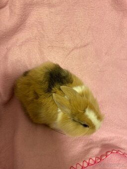 Zakrslý králík - lvíček - 3