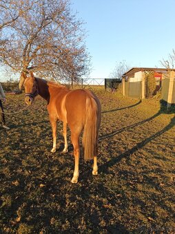 Prodám pony klisnu - 3