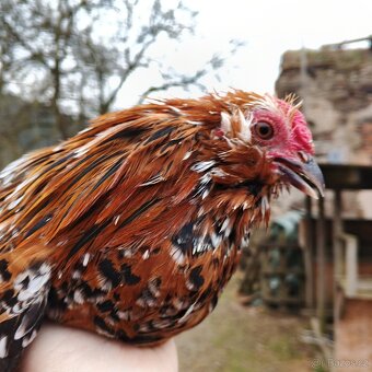 Antverpský vousáč - 3