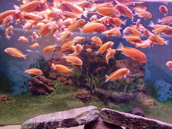 Tropheus Red Bishop - 3