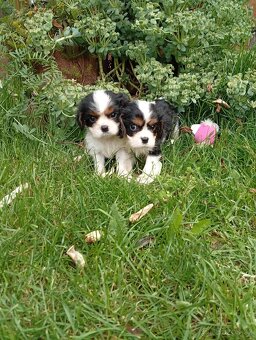 Cavalier, kavalier, cavalier king charles spaniel - 3