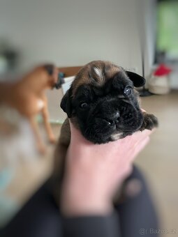 Německý boxer - Full european FCI pedigree - 3