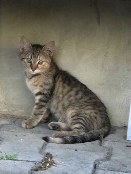 Nádherná kotatka - 3
