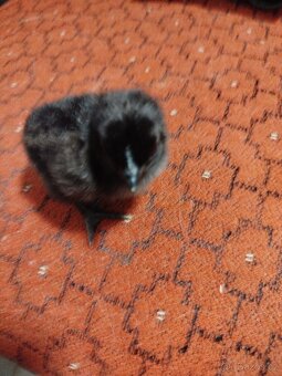 Kuřata Ayam Cemani - 3