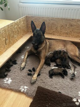 Belgický ovčák malinois-štěňata - 3