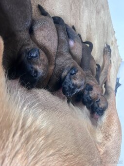 Belgický ovčák malinois - 3