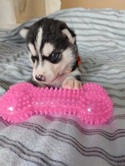 sibiřský husky štěně štěňata štěňátka - 3