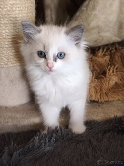 Ragdoll bez PP - 3