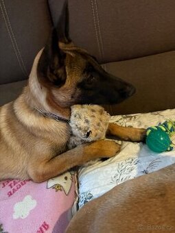 Belgický ovčák malinois s PP - 3