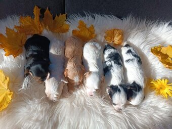 Biewer, Golddust jorkšírský teriér s PP - 3