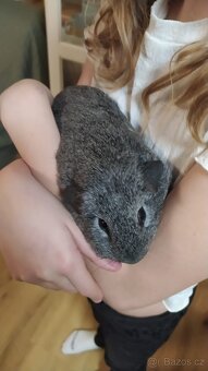 PRODÁM SAMIČKY MORČAT - 3