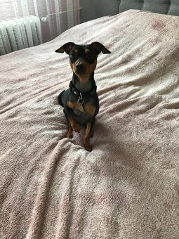 Krytí – Trpasličí pinč (pes ke krytí) - 3