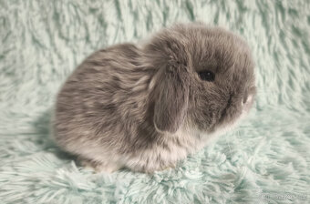 ⭐️ Vánoční ⭐️ Zakrslý beránek 🍀 U1 🍀 - 3