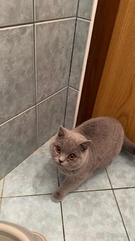 Britský modrý s PP - 3