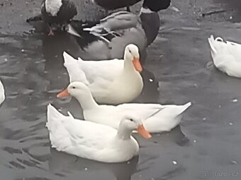 Prodám kačery a kachny - 3