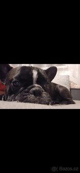 Francouzsky buldocek kryti - 3