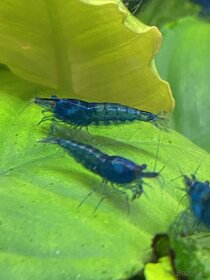 Krevetky modré (NeocaridinaDavidiBlueDream) NOVINKA-zasíláme - 3