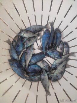 CYRTOCARA MOORII - BLUE DOLPHIN - 3
