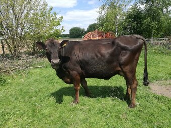 Prodám březí jalovici a březí krávu BrownSwiss - 3