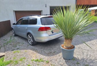 Yucca Rostrata -20°C - 3