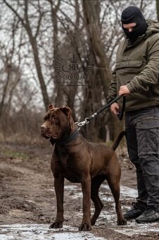 Bandog / Americky bandog - 3