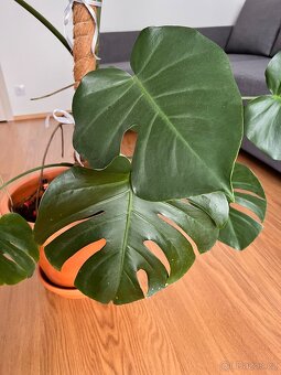 Monstera - 3