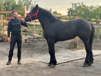 Klisny Percheron - 3